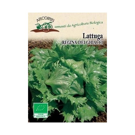 lechuga reina del hielo semillas ecolÃ³gicas Arcoiris