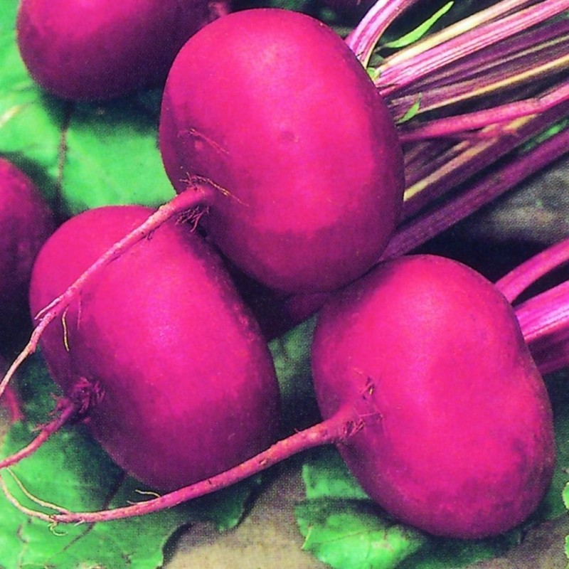 Remolacha Egipcia - semillas no tratadas