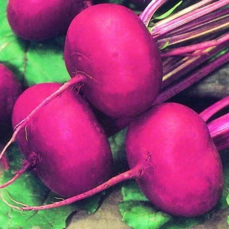 Remolacha Egipcia - semillas no tratadas