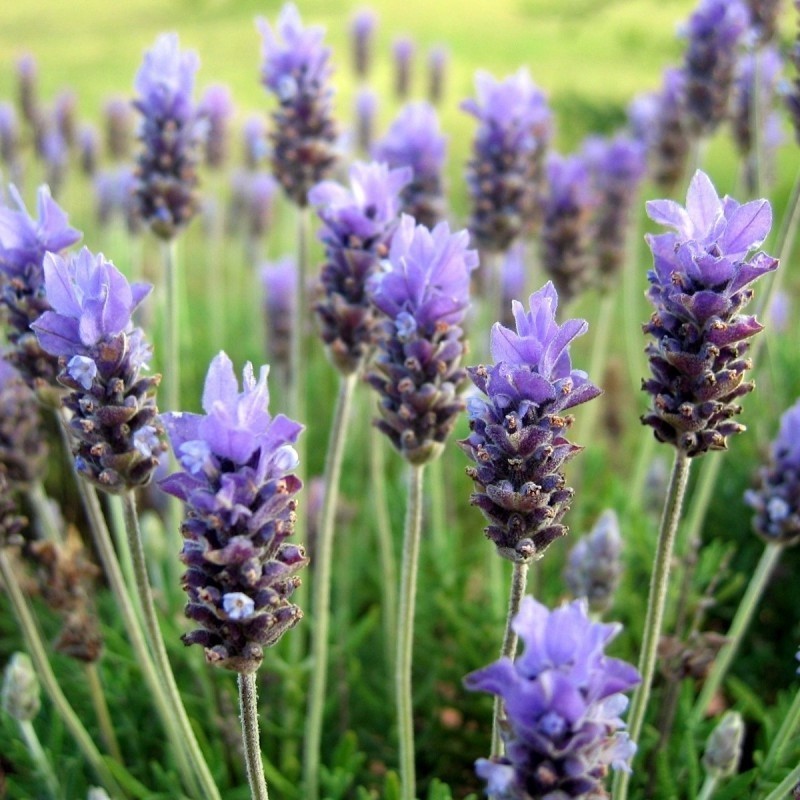 lavanda angustifolia- semillas no tratadas