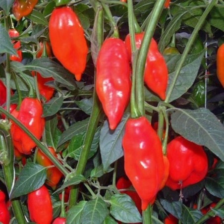 pimiento hot Paper Lantern (semillas sin tratamiento)