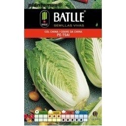 semillas de col china pe - tsai
