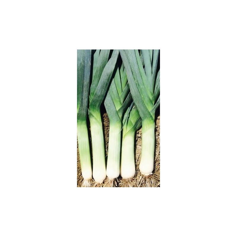 puerro elefant (semillas ecolÃ³gicas)