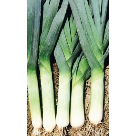 puerro elefant (semillas ecolÃ³gicas)