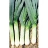puerro elefant (semillas ecolÃ³gicas)