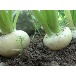 nabo Tokyo market (semillas no tratadas)