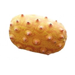 kiwano - Cucumis metuliferus- semillas ecolÃ³gicas