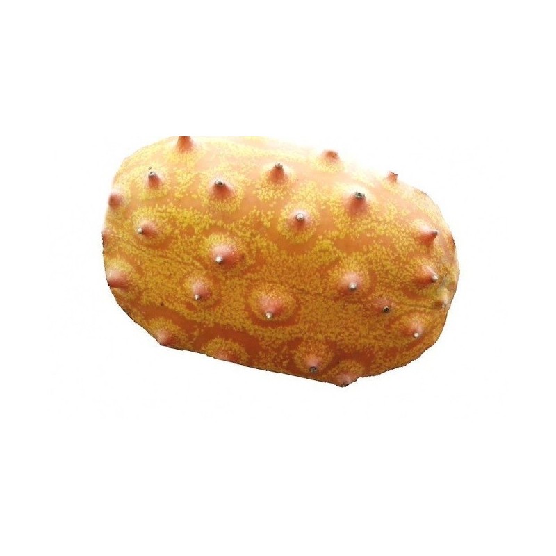 kiwano - Cucumis metuliferus- semillas ecolÃ³gicas