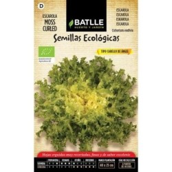escarola cabello de Ã¡ngel - semillas ecolÃ³gicas
