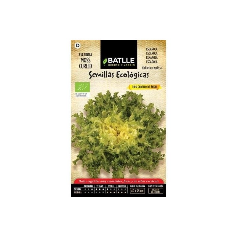 escarola cabello de Ã¡ngel - semillas ecolÃ³gicas