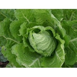 Repollo bloemendaalse gele - semillas no tratadas