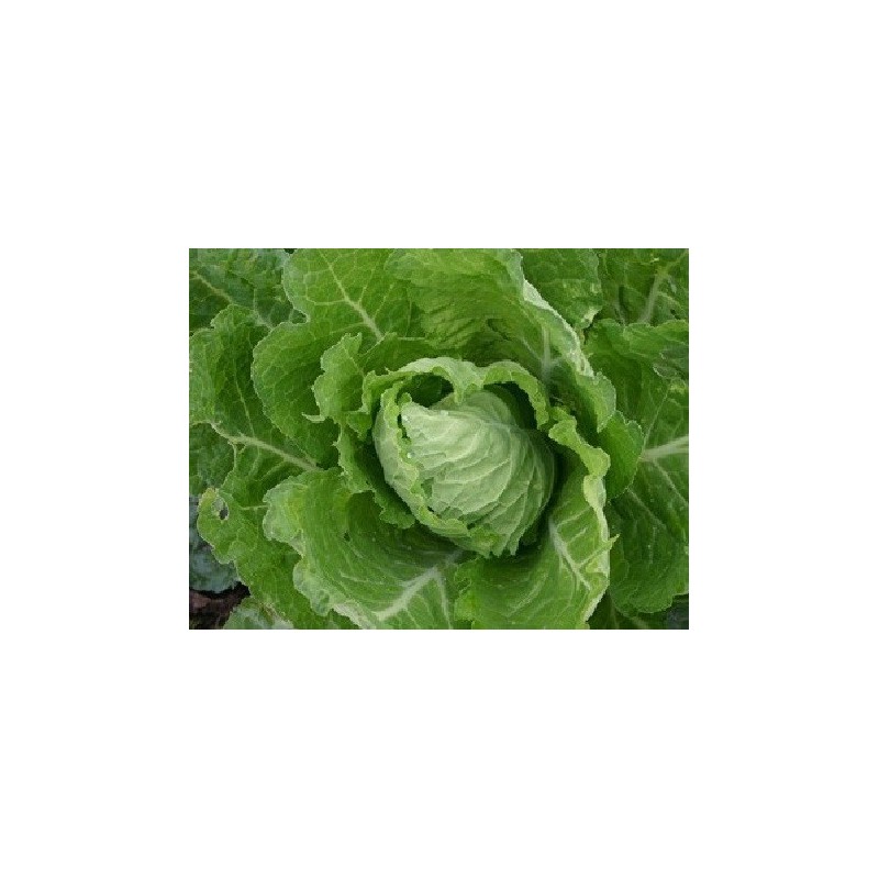 Repollo bloemendaalse gele - semillas no tratadas