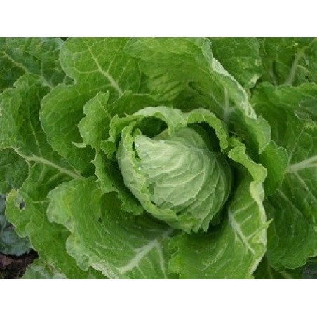 Repollo bloemendaalse gele - semillas no tratadas