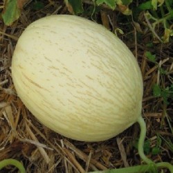 MelÃ³n blanco de Ribatejo - semillas no tratadas