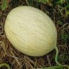 MelÃ³n blanco de Ribatejo - semillas no tratadas