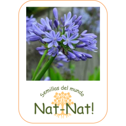 Agapanto azul (agapanthus Umbellatus blue)