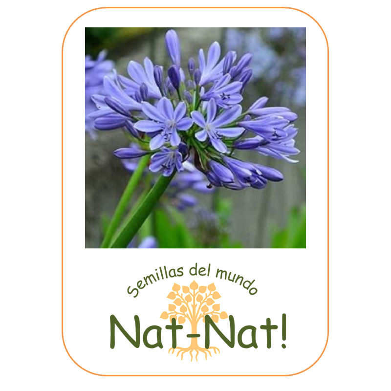 Agapanto azul (agapanthus Umbellatus blue)
