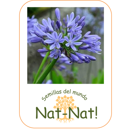 Agapanto azul (agapanthus Umbellatus blue)