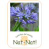Agapanto azul (agapanthus Umbellatus blue)