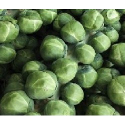 Col de Bruselas groninger - semillas no tratadas