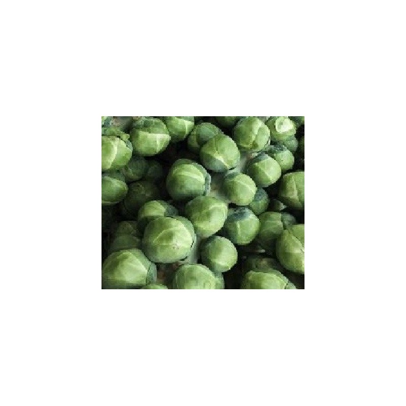 Col de Bruselas groninger - semillas no tratadas