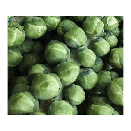 Col de Bruselas groninger - semillas no tratadas