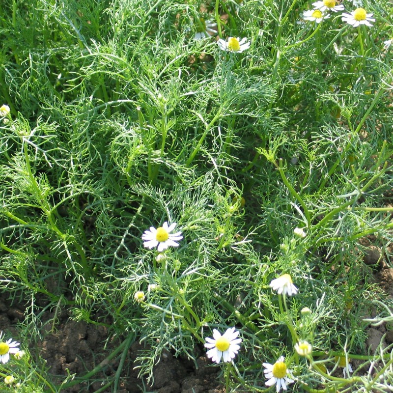 Manzanilla - semillas no tratadas