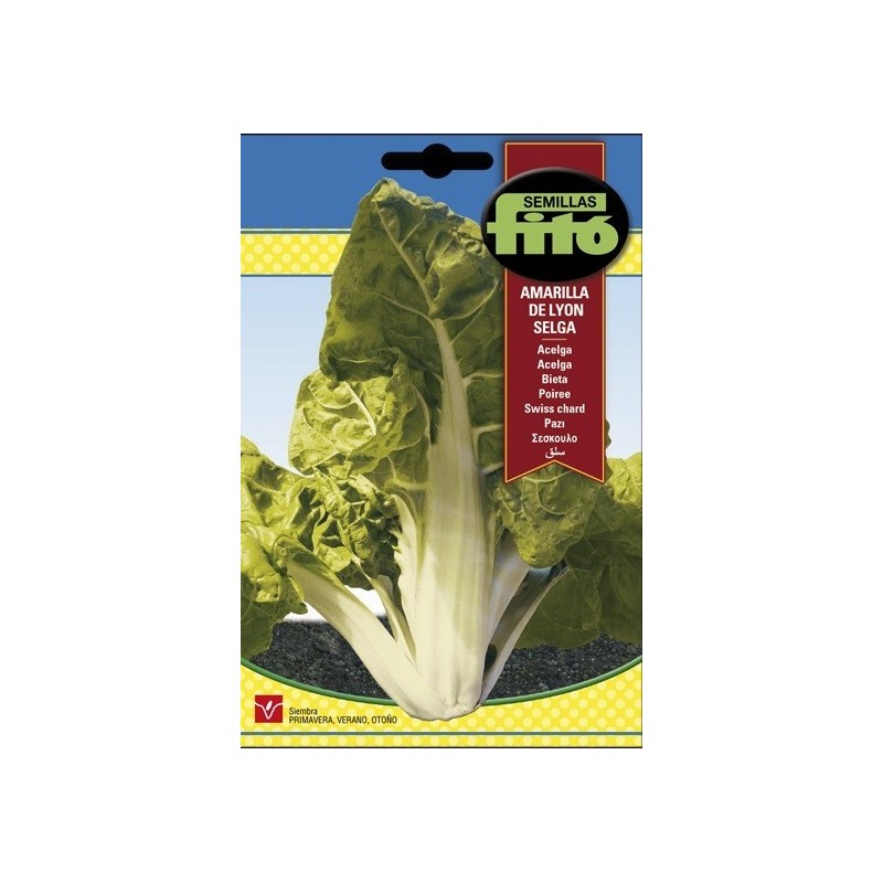 acelga amarilla de Lyon