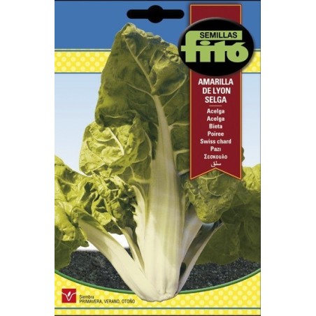 acelga amarilla de Lyon