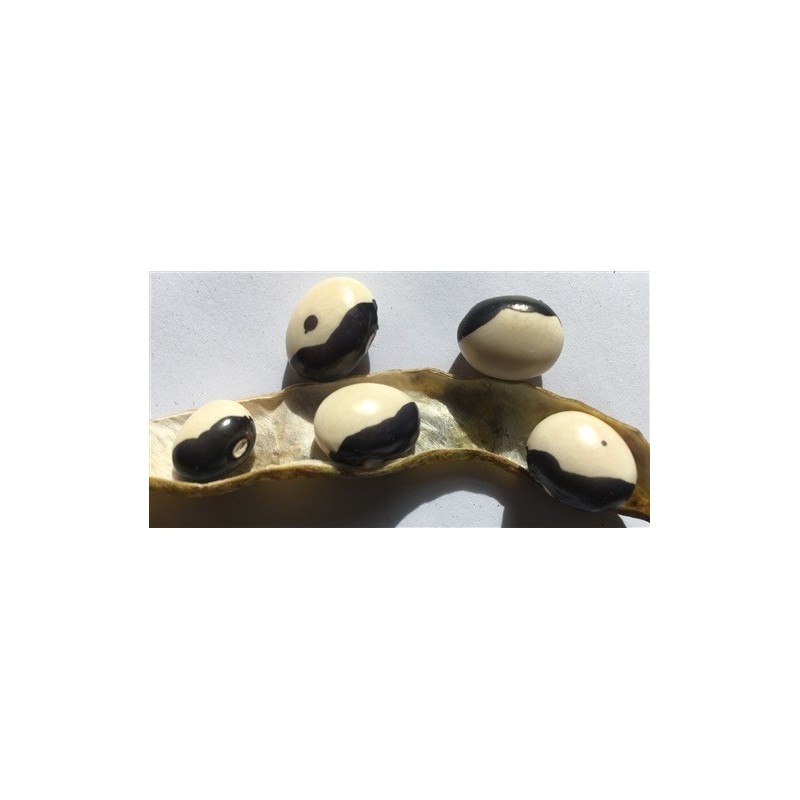 alubia yin yang (semillas ecolÃ³gicas)