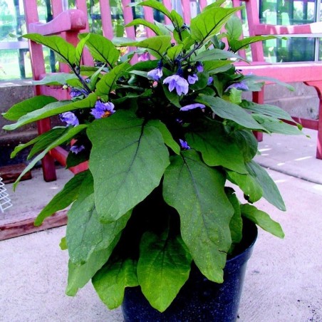 Berenjena Kaberi  F1 - semillas no tratadas