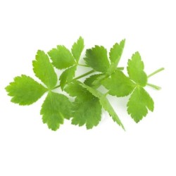 Mitsuba, Mashimori (perejil japones) semillas no tratadas