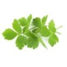 Mitsuba, Mashimori (perejil japones) semillas no tratadas