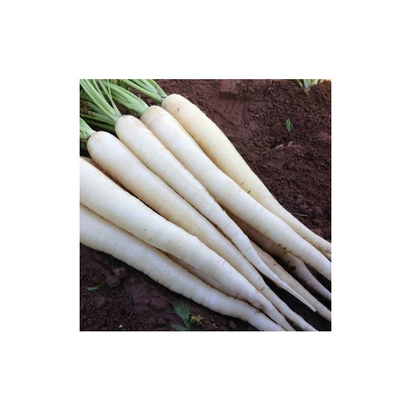 zanahoria snowman F1