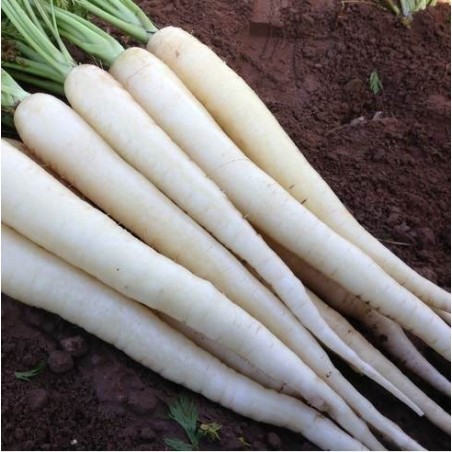 zanahoria snowman F1