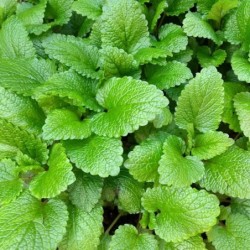 Melisa (Semillas Ecologicas)