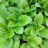 Melisa (Semillas Ecologicas)