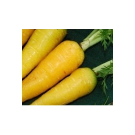 zanahoria amarilla lobbericher