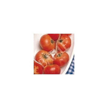 tomate de colgar mallorquin