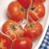 tomate de colgar mallorquin