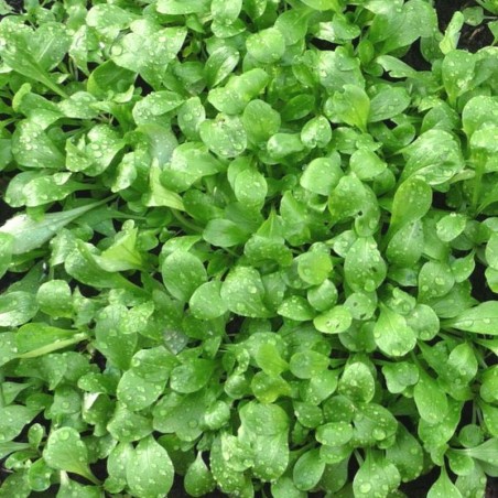 Canonigos Verte de Cambrai