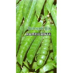 guisante lavagna extra - semillas ecolÃ³gicas