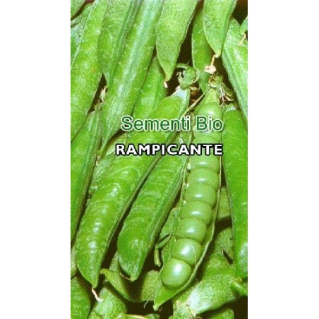 guisante lavagna extra - semillas ecolÃ³gicas