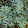 ruda (ruta graveolens) - sin tratamiento
