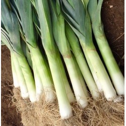 Puerro BlaugrÃ¼ner Winter - semillas no tratadas