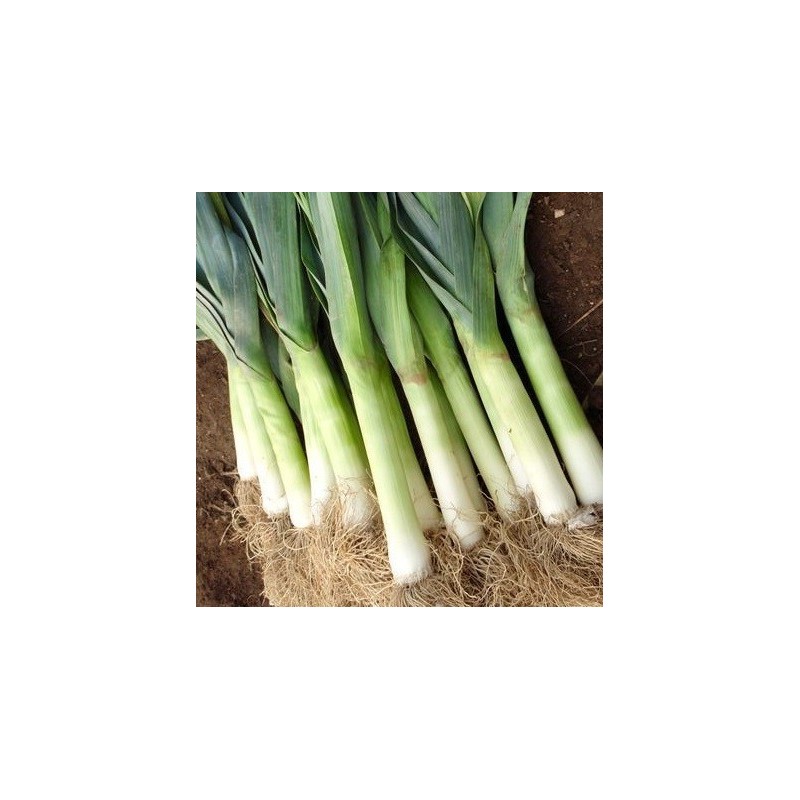 Puerro BlaugrÃ¼ner Winter - semillas no tratadas