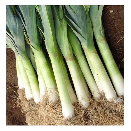 Puerro BlaugrÃ¼ner Winter - semillas no tratadas