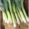 Puerro BlaugrÃ¼ner Winter - semillas no tratadas