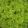 Lechuga Nives