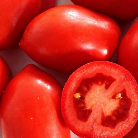Tomate RÃ­o Grande (Semillas no tratadas)
